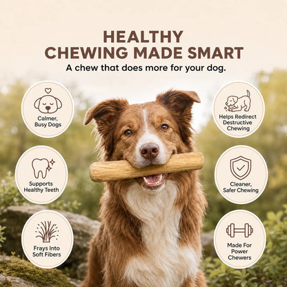 Bluvea Coffee Wood Chew